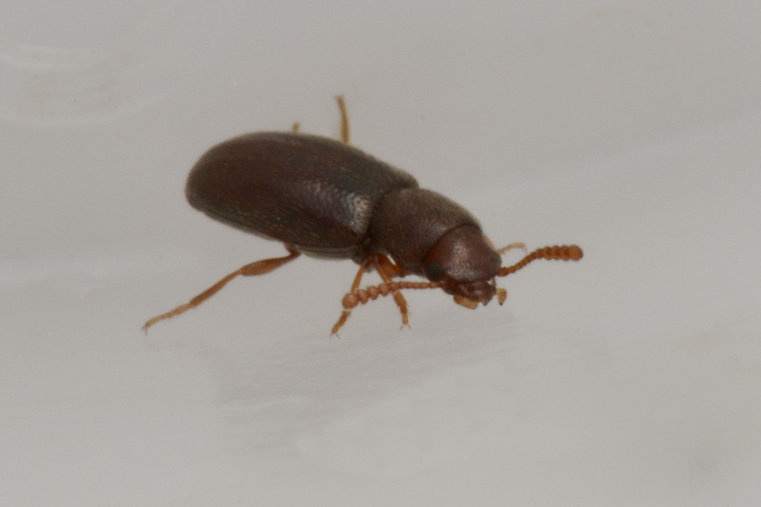 Piccolino in cerca di famiglia:  Myrmechixenus subterraneus (Tenebrionidae)